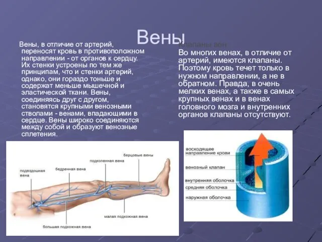 Вены Вены, в отличие от артерий, переносят кровь в противоположном направлении -