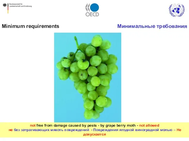 not free from damage caused by pests - by grape berry moth