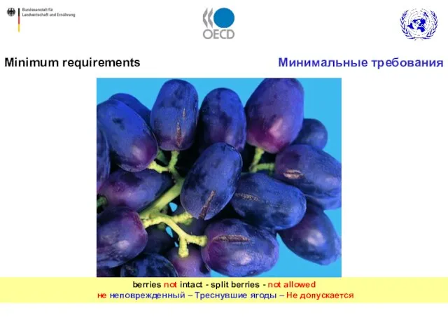 berries not intact - split berries - not allowed не неповрежденный –