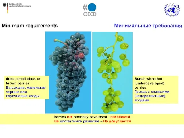 berries not normally developed - not allowed Не достаточное развитие – Не