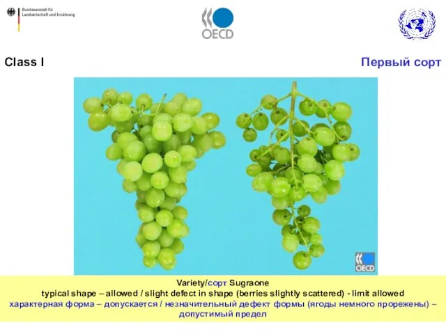 Variety/сорт Sugraone typical shape – allowed / slight defect in shape (berries