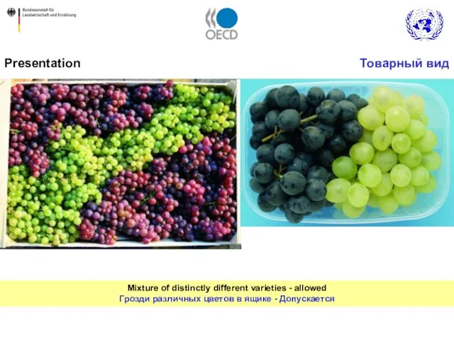 Mixture of distinctly different varieties - allowed Грозди различных цветов в ящике