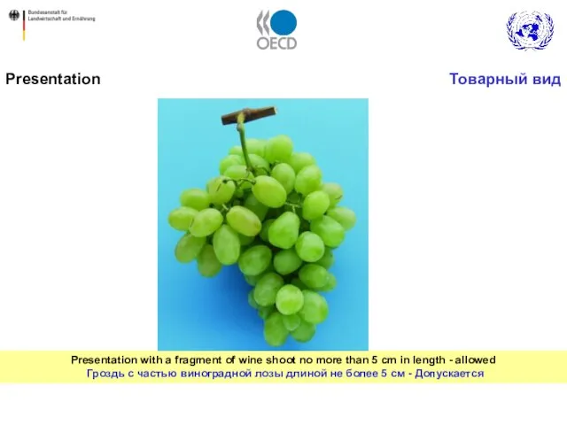 Presentation with a fragment of wine shoot no more than 5 cm