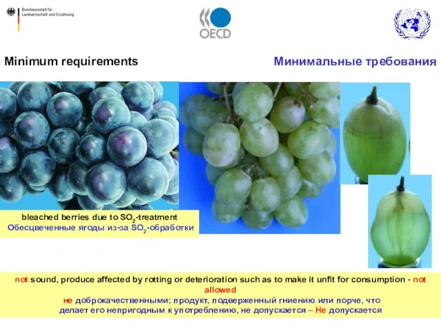 Minimum requirements Минимальные требования not sound, produce affected by rotting or deterioration