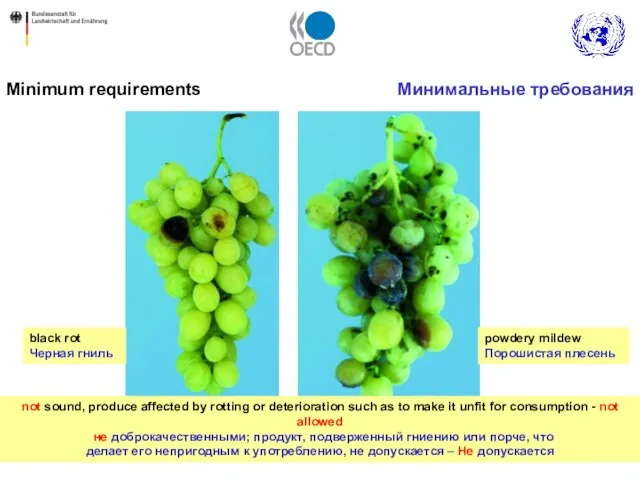 black rot Черная гниль Minimum requirements Минимальные требования powdery mildew Порошистая плесень