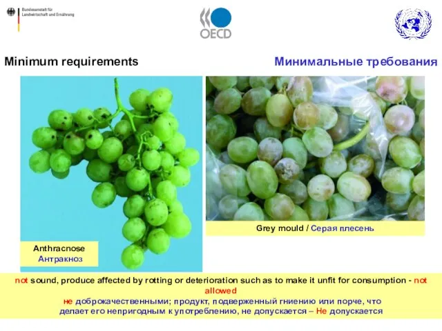 Minimum requirements Минимальные требования not sound, produce affected by rotting or deterioration