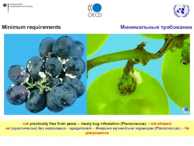 Minimum requirements Минимальные требования not practically free from pests – mealy bug