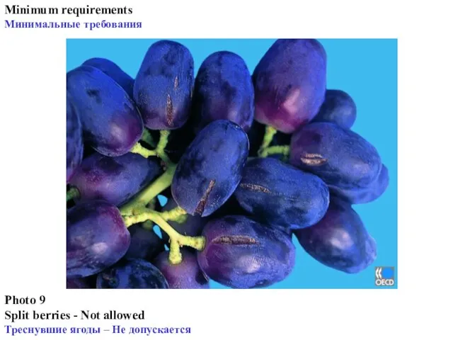 Photo 9 Split berries - Not allowed Треснувшие ягоды – Не допускается Minimum requirements Минимальные требования