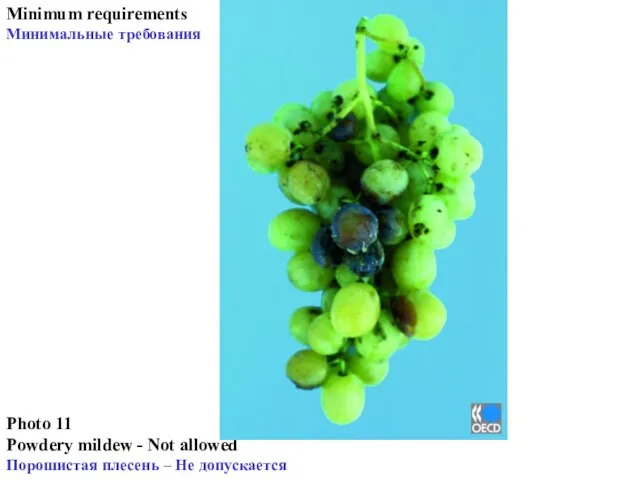 Photo 11 Powdery mildew - Not allowed Порошистая плесень – Не допускается Minimum requirements Минимальные требования