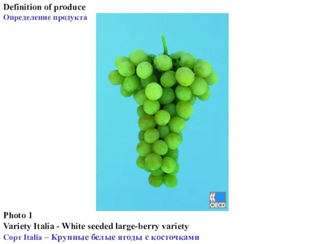 Photo 1 Variety Italia - White seeded large-berry variety Сорт Italia –