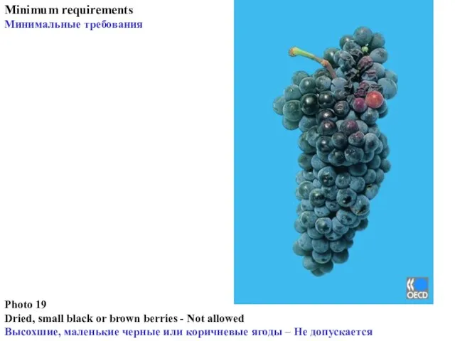 Photo 19 Dried, small black or brown berries - Not allowed Высохшие,