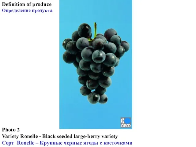 Photo 2 Variety Ronelle - Black seeded large-berry variety Сорт Ronelle –