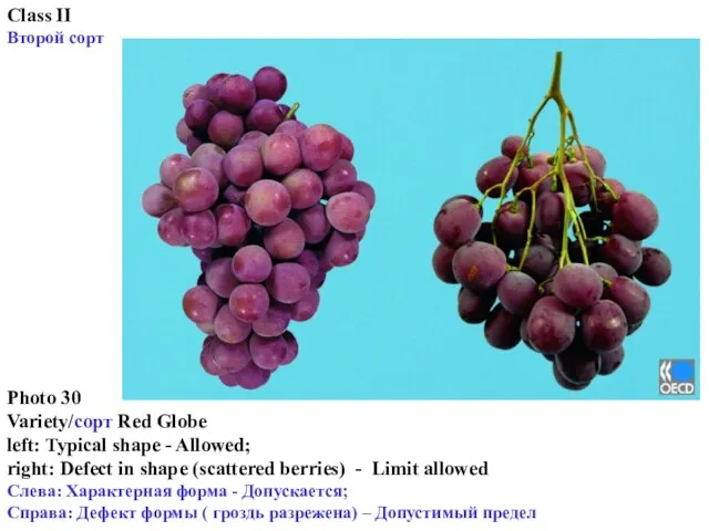 Photo 30 Variety/сорт Red Globe left: Typical shape - Allowed; right: Defect