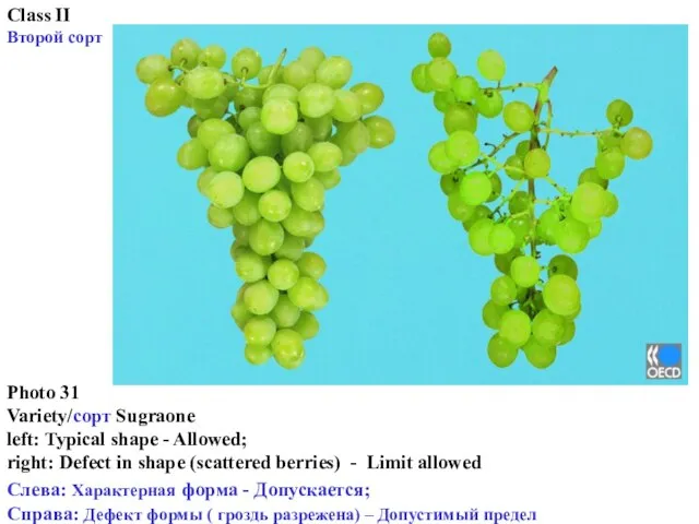 Class II Второй сорт Photo 31 Variety/сорт Sugraone left: Typical shape -