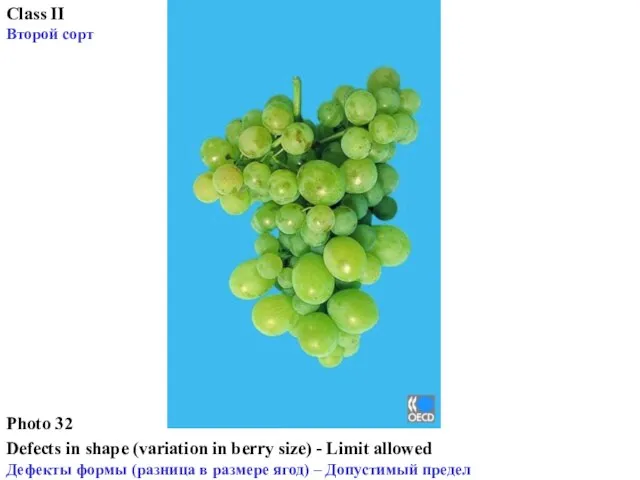 Photo 32 Defects in shape (variation in berry size) - Limit allowed