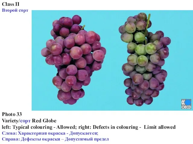 Class II Второй сорт Photo 33 Variety/сорт Red Globe left: Typical colouring