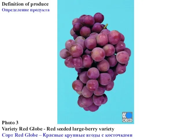 Photo 3 Variety Red Globe - Red seeded large-berry variety Сорт Red