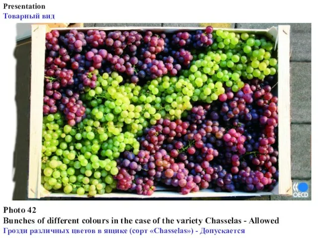 Photo 42 Bunches of different colours in the case of the variety