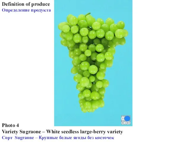 Definition of produce Определение продукта Photo 4 Variety Sugraone – White seedless