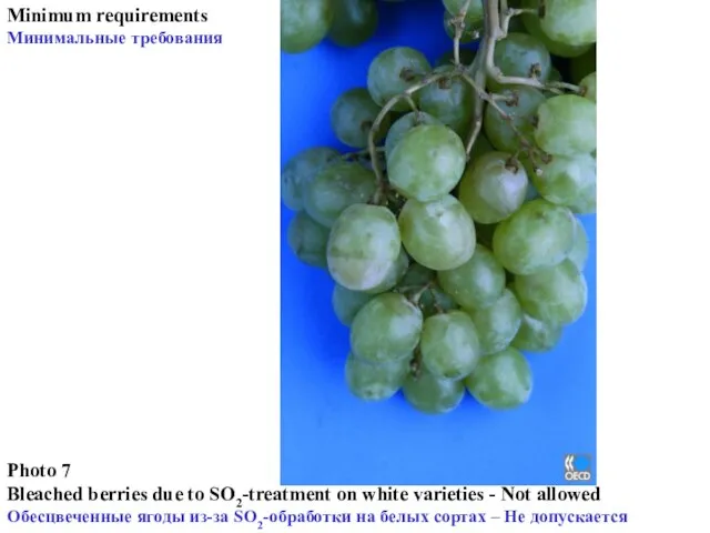 Photo 7 Bleached berries due to SO2-treatment on white varieties - Not