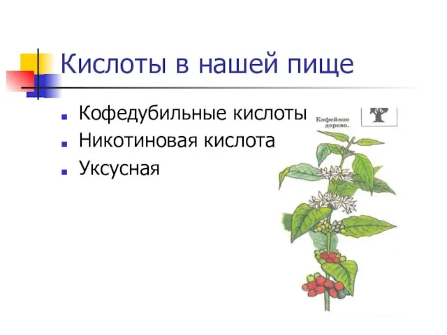 Кислоты в нашей пище Кофедубильные кислоты Никотиновая кислота Уксусная