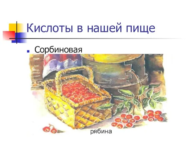 Кислоты в нашей пище Сорбиновая рябина