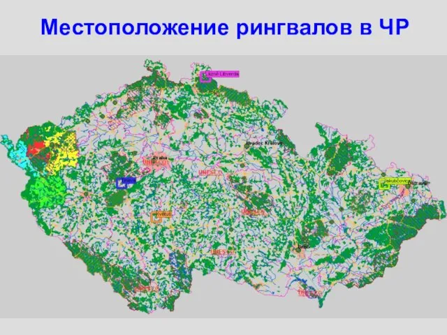 Местоположение рингвалов в ЧР