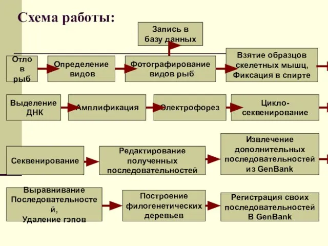 Схема работы: Отлов рыб Запись в базу данных Определение видов Взятие образцов