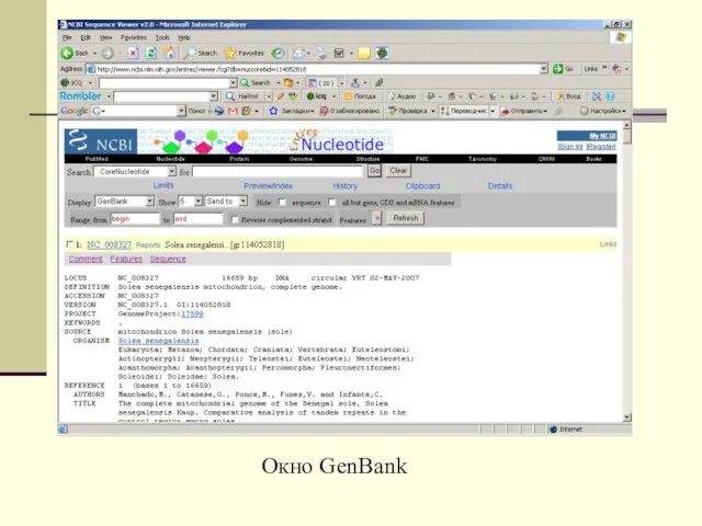 Окно GenBank