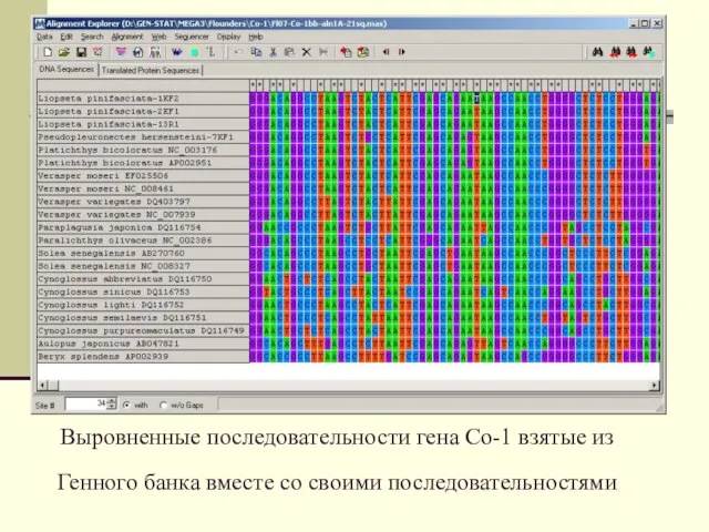 Выровненные последовательности гена Со-1 взятые из Генного банка вместе со своими последовательностями