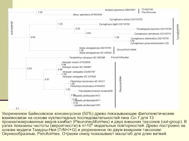 Укорененное Байесовское консенсусное (50%) древо показывающее филогенетические взаимосвязи на основе нуклеотидных последовательностей