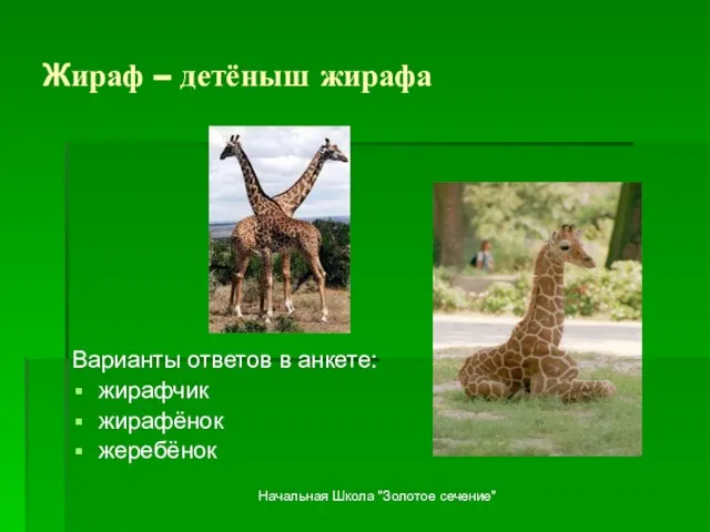 Жираф – детёныш жирафа Варианты ответов в анкете: жирафчик жирафёнок жеребёнок Начальная Школа "Золотое сечение"