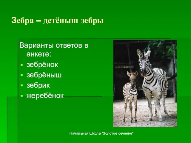 Зебра – детёныш зебры Варианты ответов в анкете: зебрёнок зебрёныш зебрик жеребёнок Начальная Школа "Золотое сечение"