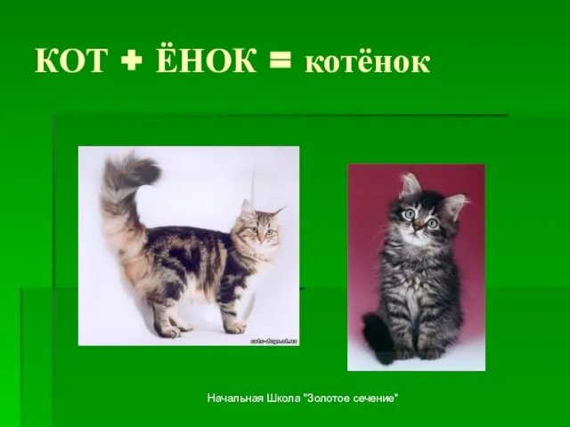 Начальная Школа "Золотое сечение" КОТ + ЁНОК = котёнок