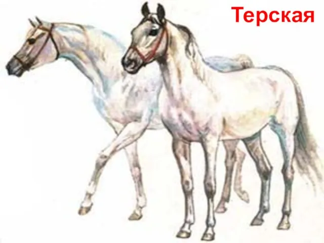 Терская