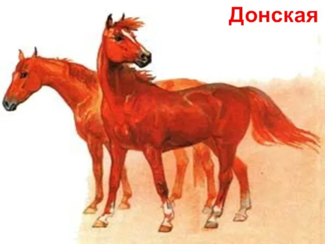 Донская