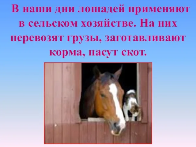 В наши дни лошадей применяют в сельском хозяйстве. На них перевозят грузы, заготавливают корма, пасут скот.