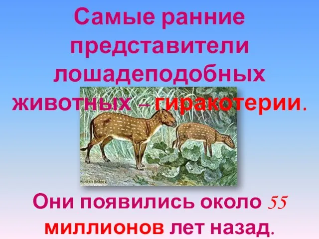 Самые ранние представители лошадеподобных животных – гиракотерии. Они появились около 55 миллионов лет назад.