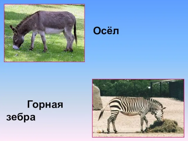 Осёл Горная зебра