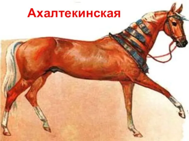 Ахалтекинская