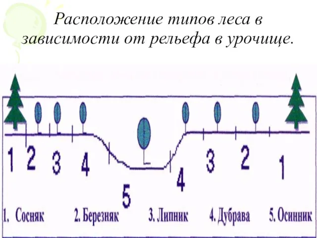 Расположение типов леса в зависимости от рельефа в урочище.