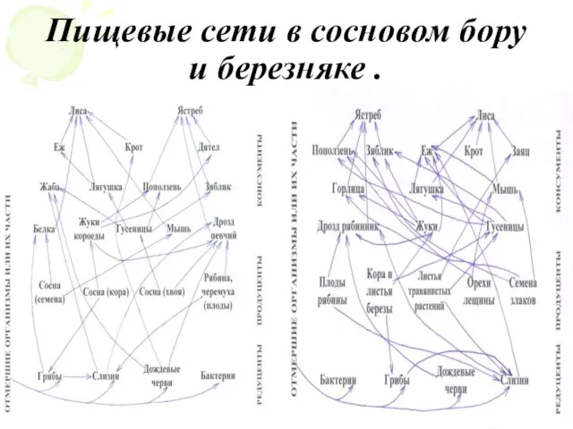 Пищевые сети в сосновом бору и березняке .