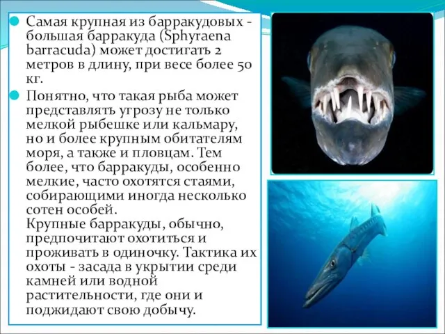 Самая крупная из барракудовых - большая барракуда (Sphyraena barracuda) может достигать 2