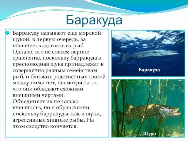 Баракуда Барракуду называют еще морской щукой, в первую очередь, за внешнее сходство