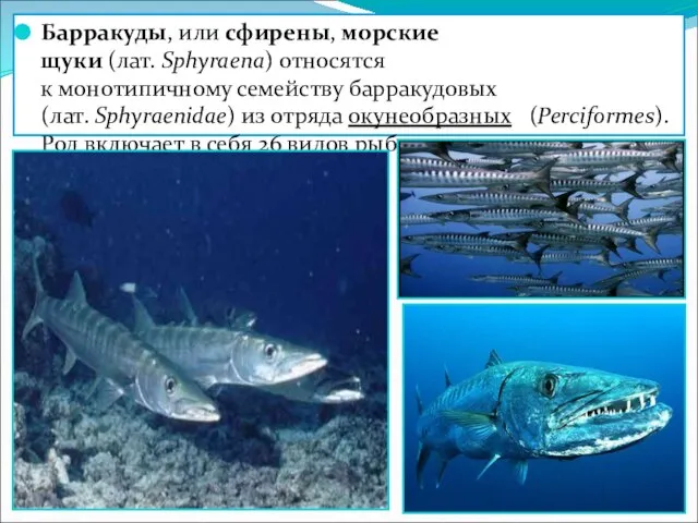 Барракуды, или сфирены, морские щуки (лат. Sphyraena) относятся к монотипичному семейству барракудовых