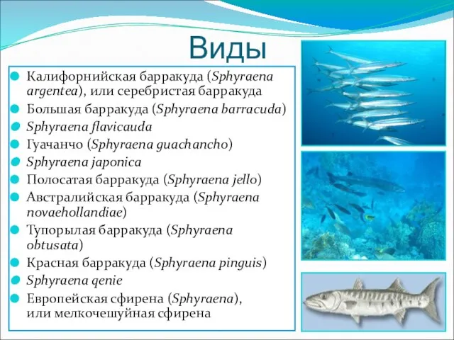 Виды Калифорнийская барракуда (Sphyraena argentea), или серебристая барракуда Большая барракуда (Sphyraena barracuda)