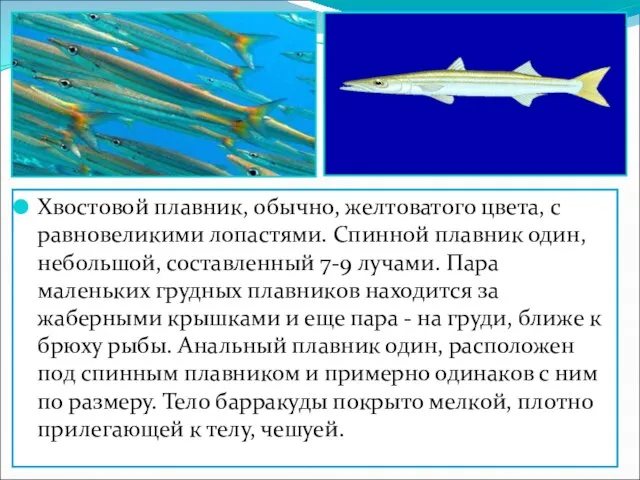 Хвостовой плавник, обычно, желтоватого цвета, с равновеликими лопастями. Спинной плавник один, небольшой,