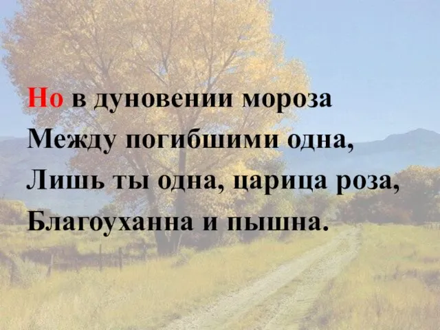 Но в дуновении мороза Между погибшими одна, Лишь ты одна, царица роза, Благоуханна и пышна.