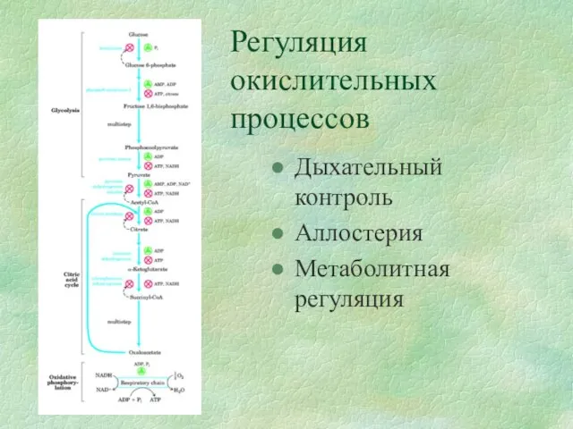 Регуляция окислительных процессов Дыхательный контроль Аллостерия Метаболитная регуляция