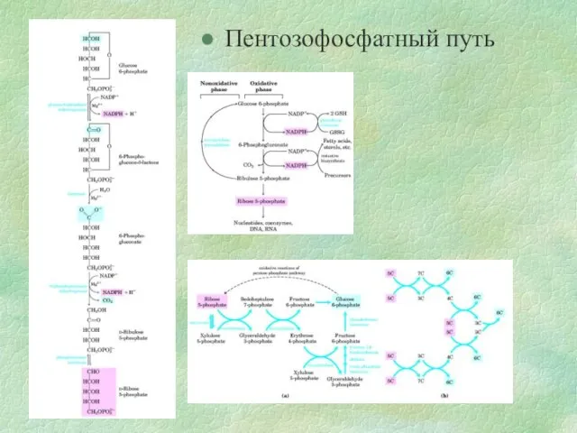 Пентозофосфатный путь